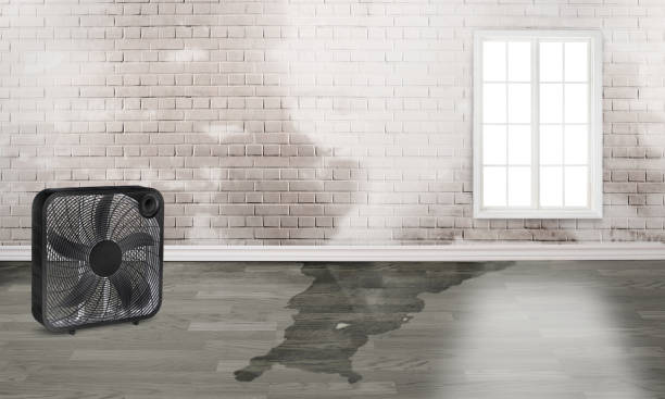 Best Carpet water damage restoration  in Kiawah Island, SC